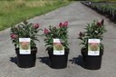 Buddleja davidii Butterfly Candy® LITTLE RUBY (PBR) cont. 3,6L 25-30 cm +B