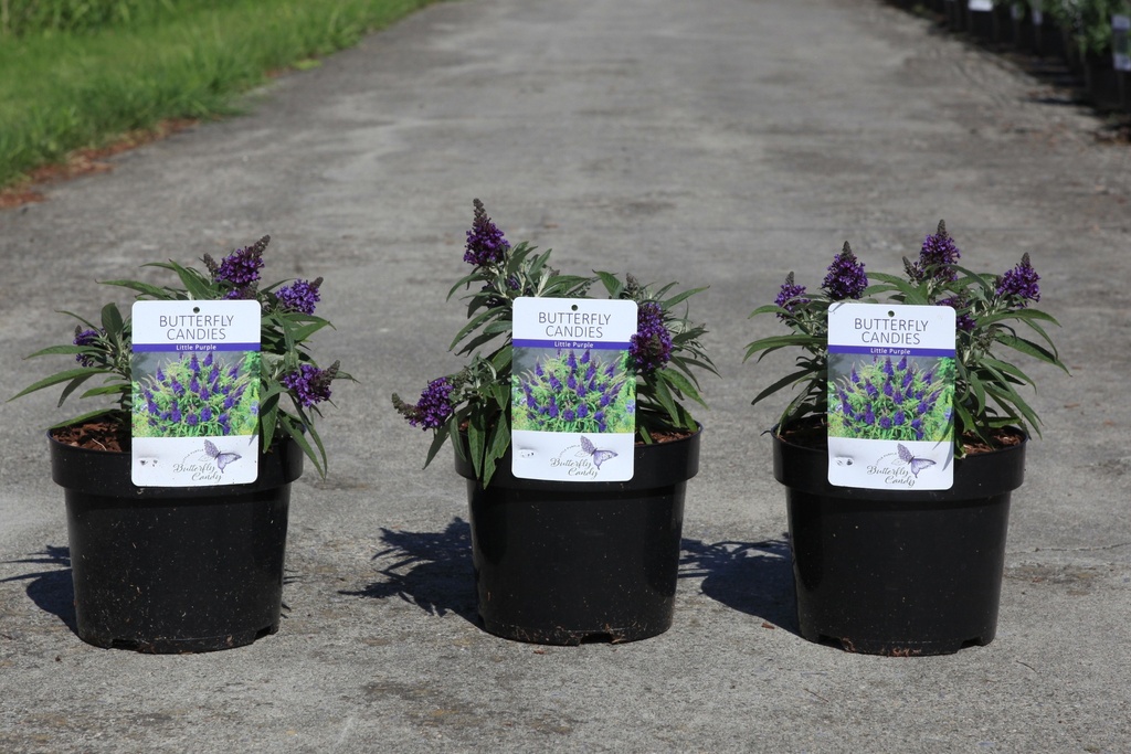 [P] Buddleja davidii Butterfly Candy® 'Little Purple' (PBR) cont. 3,6L 25-30 cm +f