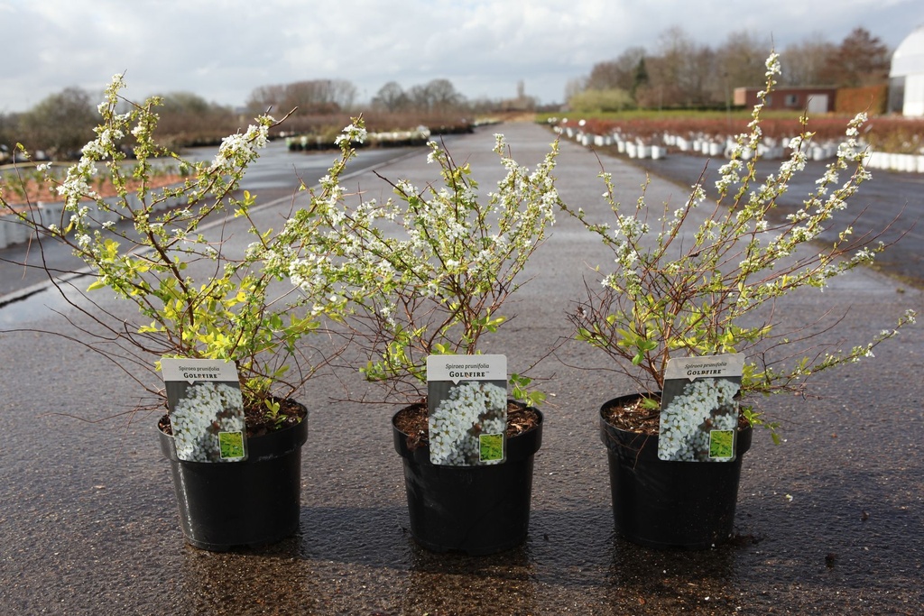 Spiraea prunifolia GOLDFIRE (PBR) cont. 3,6L 25-30 cm +p