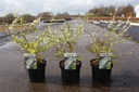 Spiraea prunifolia GOLDFIRE (PBR) cont. 3,6L 25-30 cm +B