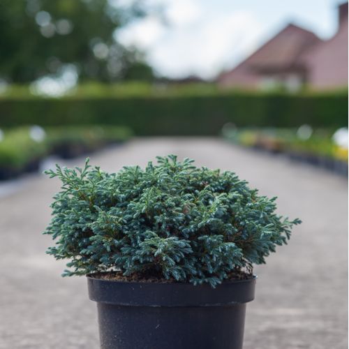Chamaecyparis pisifera 'Boulevard' cont. 7,5L 40/+ cm