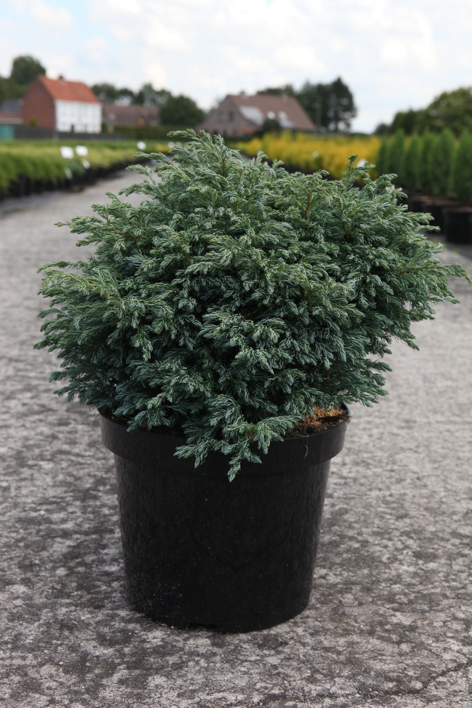 Chamaecyparis pisifera 'Boulevard' cont. 7,5L 40/+ cm
