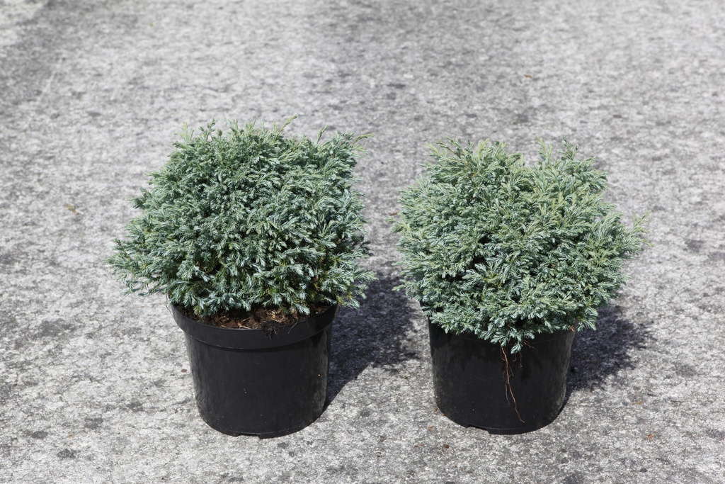 [P] Chamaecyparis pisifera 'Boulevard' cont. 7,5L 40/+ cm