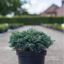 Chamaecyparis pisifera 'Boulevard' cont. 7,5L 40/+ cm