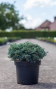 Chamaecyparis pisifera 'Boulevard' cont. 7,5L 40/+ cm