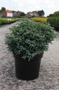 Chamaecyparis pisifera 'Boulevard' cont. 7,5L 40/+ cm