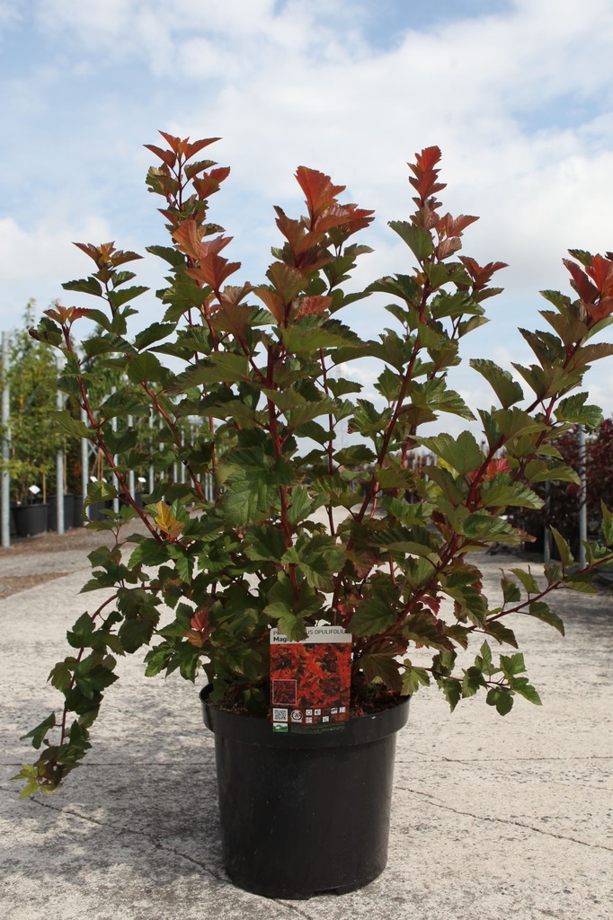 Physocarpus opulifolius MAGIC BALL (PBR) cont. 10L 50-60 cm +p