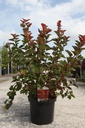 Physocarpus opulifolius MAGIC BALL (PBR) cont. 10L 50-60 cm +p