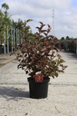 Physocarpus opulifolius MAGIC BALL (PBR) cont. 10L 50-60 cm +p
