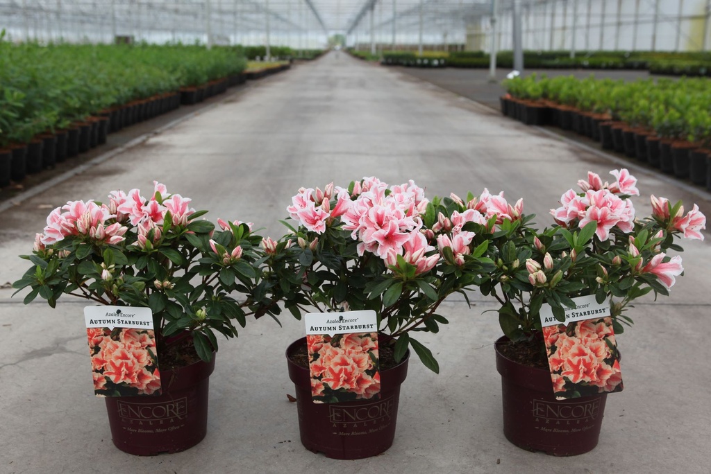 [P] Rhododendron (AJ) Encore® AUTUMN STARBURST (PBR) cont. 3L 25-30 cm +p