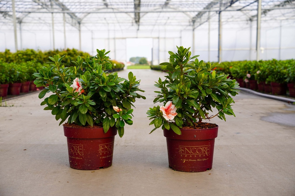 [P] Rhododendron (AJ) Encore® AUTUMN STARBURST (PBR) cont. 3L 25-30 cm +p