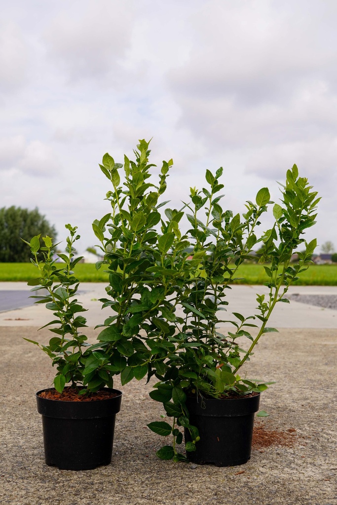[P] Vaccinium corymbosum 'Polaris' cont. 3L 30-40 cm +f