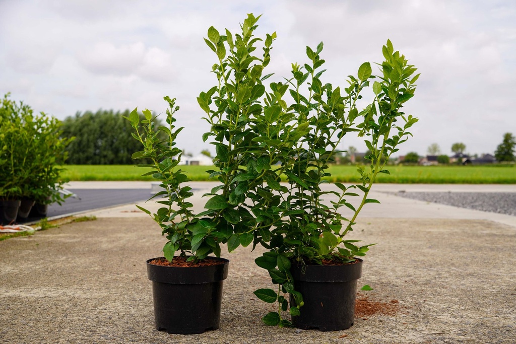 [P] Vaccinium corymbosum 'Polaris' cont. 3L 30-40 cm +f