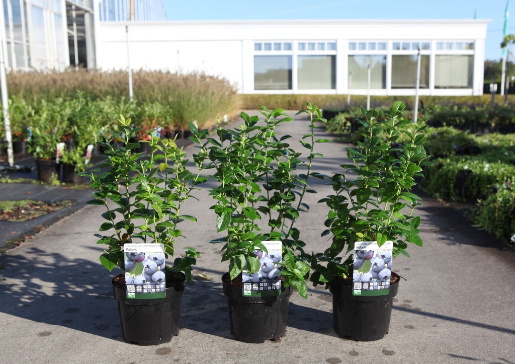 [P] Vaccinium corymbosum 'Polaris' cont. 3L 30-40 cm +p