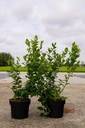 Vaccinium corymbosum 'Polaris' Kont. 3L 30-40 cm +B