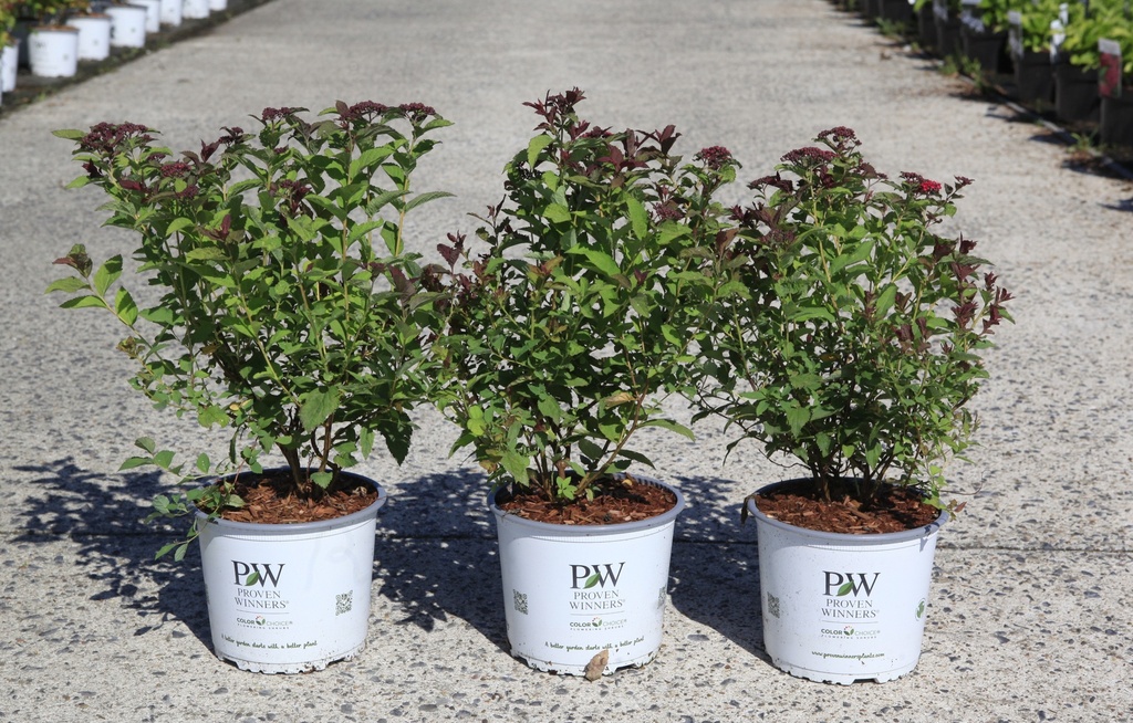 [P] Spiraea japonica Proven Winners® DOUBLE PLAY® DOOZIE (PBR) cont. 3L deco 25-30 cm +ф