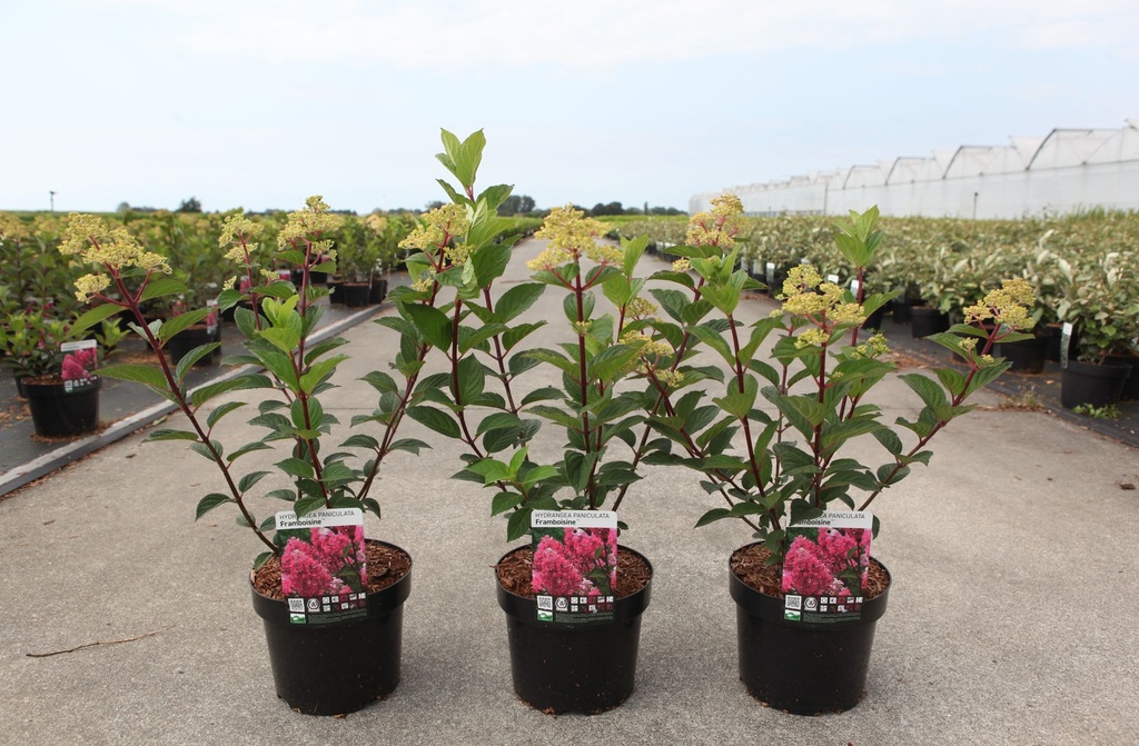 [P] Hydrangea paniculata FRAMBOISINE (PBR) cont. 3,6L 40-50 cm +p