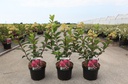 Hydrangea paniculata FRAMBOISINE (PBR) cont. 3,6L 40-50 cm +p