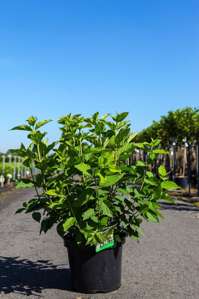 [P] Hydrangea paniculata Proven Winners® LIMELIGHT PRIME (PBR) cont. 10L deco 60/+ cm +p