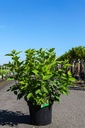 Hydrangea paniculata Proven Winners® LIMELIGHT PRIME (PBR) cont. 10L deco 60/+ cm +p