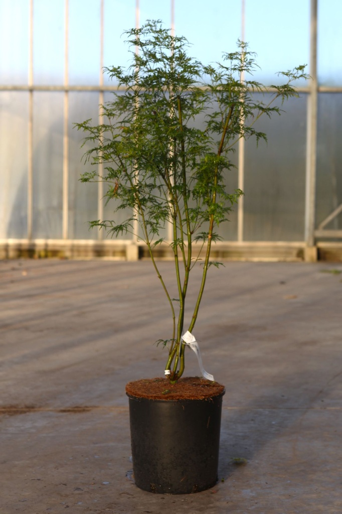 [P] Acer palmatum 'Seiryu' cont. 12L 80-100 cm +f