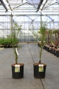 Acer palmatum 'Seiryu' Kont. 12L 80-100 cm +B