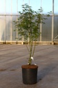 Acer palmatum 'Seiryu' cont. 12L 80-100 cm +f