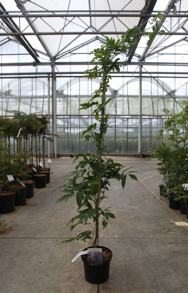 Wisteria sinensis 'Blue Sapphire' Kont. 5L 150/+ cm (blau) +B