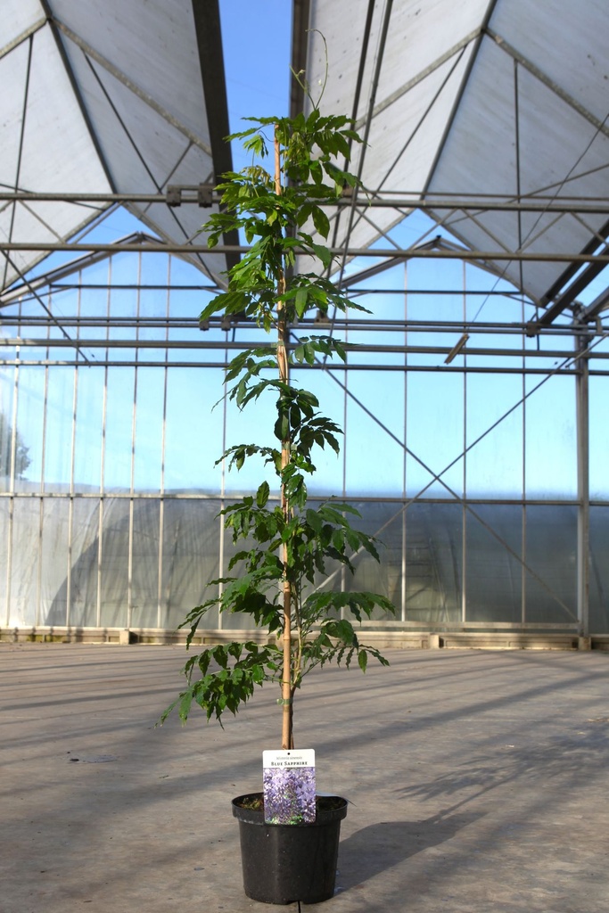 Wisteria floribunda 'Lavender Lace' cont. 5L 150/+ cm (blauw) +f