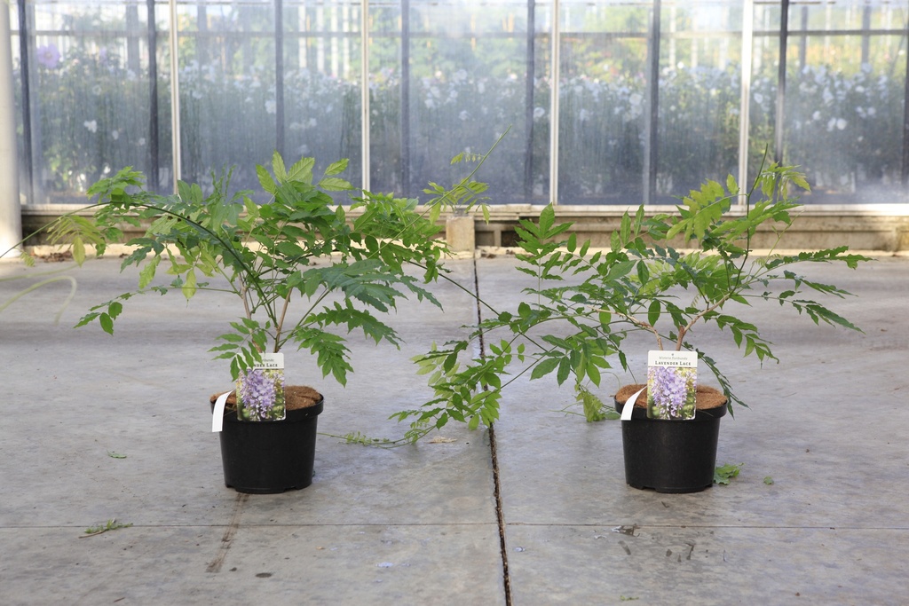 Wisteria floribunda 'Lavender Lace' cont. 5L 150/+ cm (blauw) +f