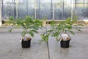 Wisteria floribunda 'Lavender Lace' cont. 5L 150/+ cm (blue) +p