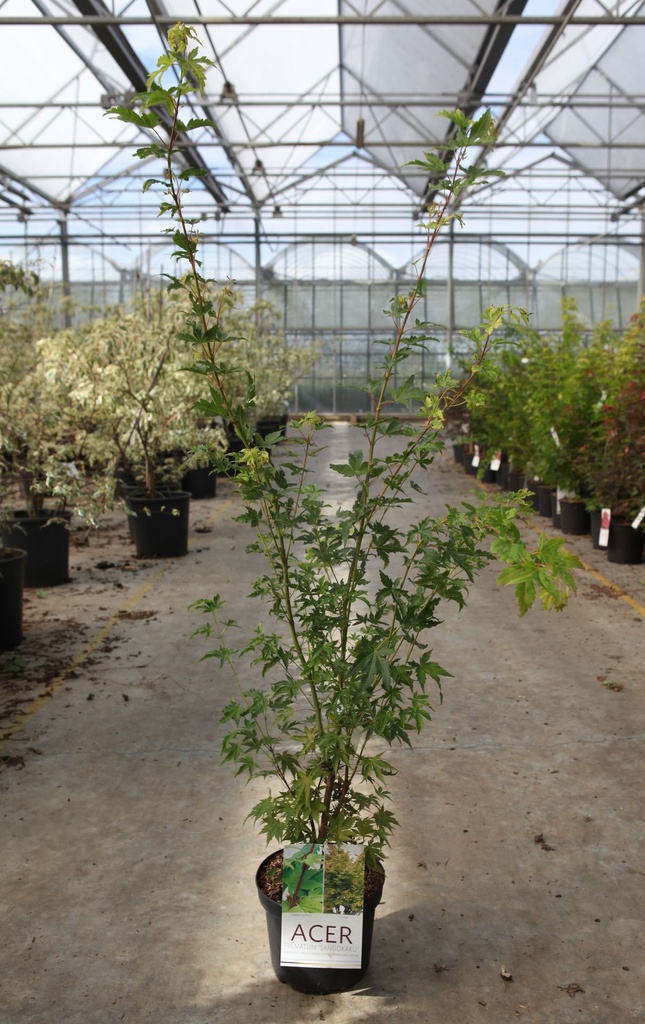 Acer palmatum 'Sangokaku' cont. 4L 50-60 cm +f