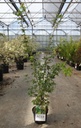 Acer palmatum 'Sangokaku' cont. 4L 50-60 cm +f