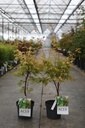 Acer palmatum 'Sangokaku' cont. 4L 50-60 cm +p