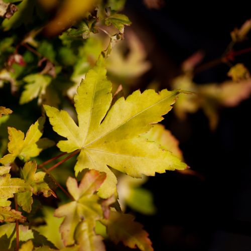[P] Acer palmatum 'Orange Dream' cont. 10L 50-60 cm +p