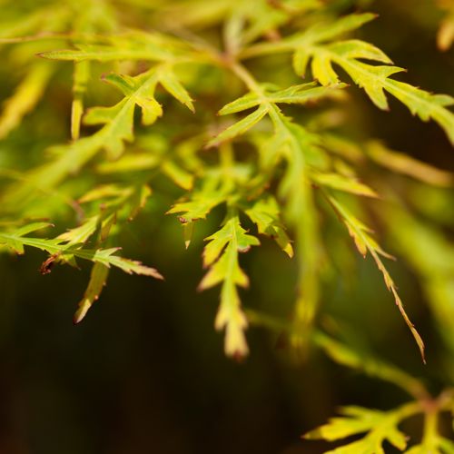 [P] Acer palmatum 'Dissectum' cont. 10L 50-60 cm +p