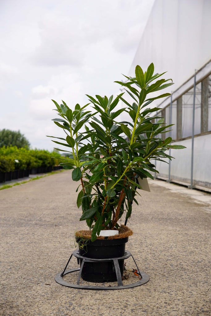 [P] Rhododendron (AK) 'Golden Eagle' cont. 5L 40-50 cm +p