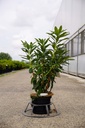 Rhododendron (AK) 'Golden Eagle' cont. 5L 40-50 cm +f