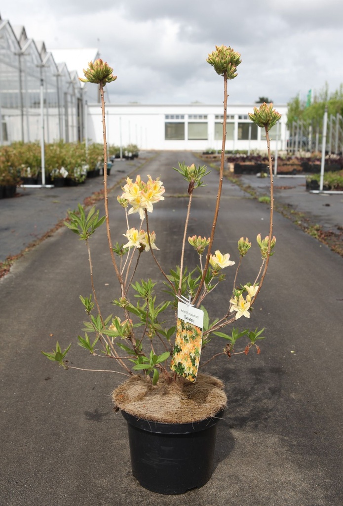 [P] Rhododendron (AK) 'Daviesii' cont. 5L 40-50 cm (blanc) +p