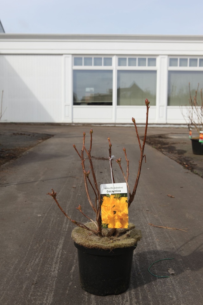 Rhododendron (AK) 'Goldstück' cont. 5L 40-50 cm +p