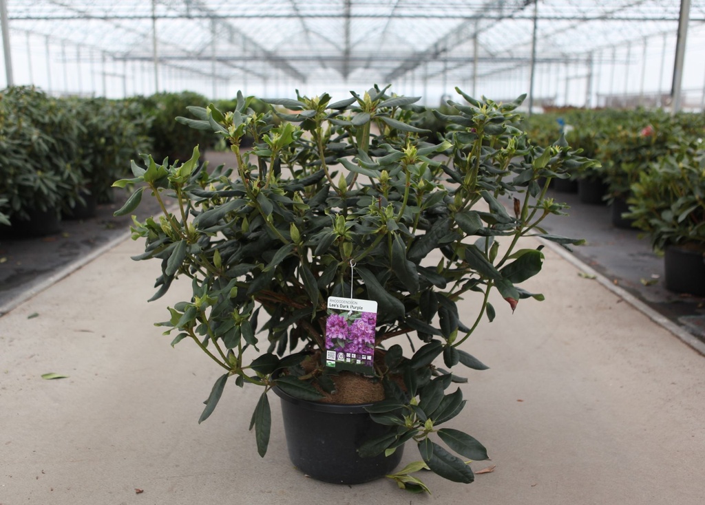[P] Rhododendron 'Lee's Dark Purple' cont. 18L 80/+ cm +B
