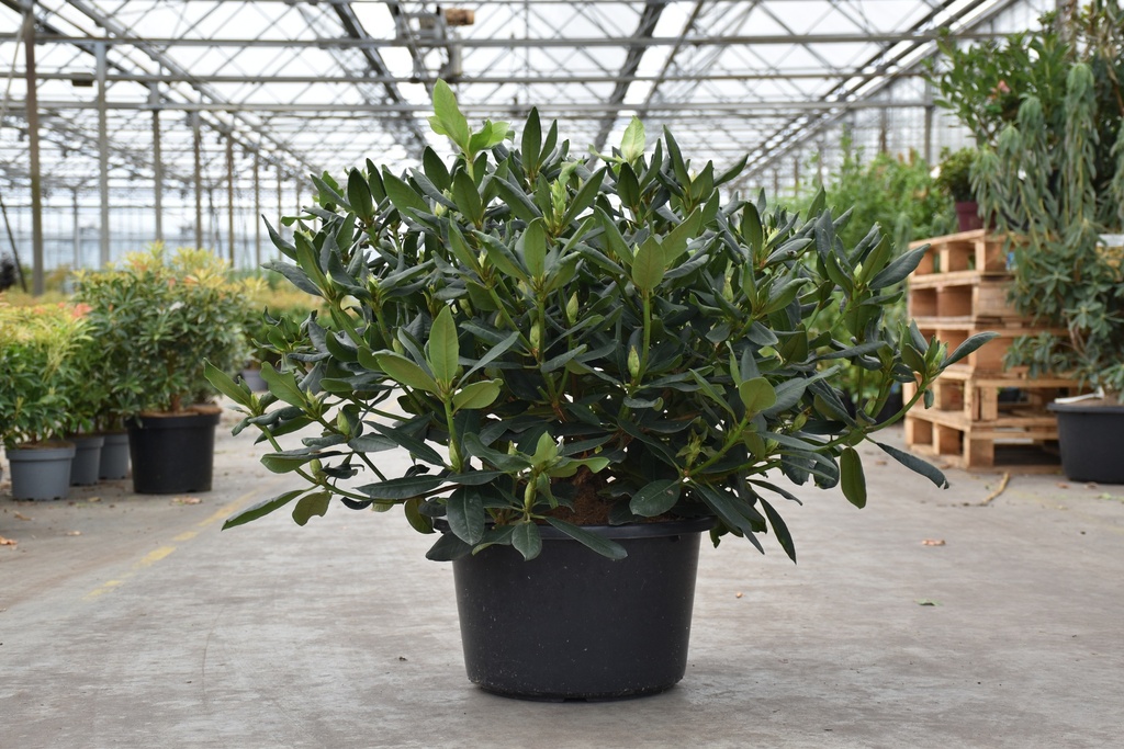 [P] Rhododendron 'Lee's Dark Purple' cont. 18L 80/+ cm +f