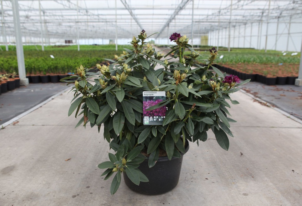 [P] Rhododendron (P) 'Polarnacht' cont. 18L 70-80 cm +B