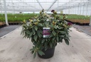 Rhododendron (P) 'Polarnacht' cont. 18L 70-80 cm +f