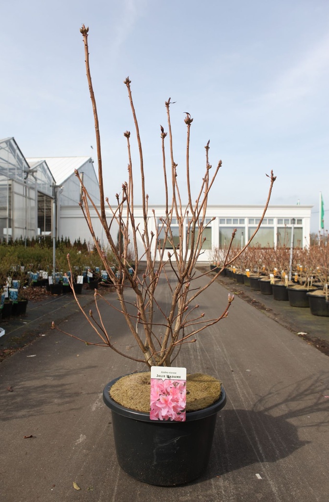 Rhododendron (AK) viscosa 'Jolie Madame' cont. 18L 80-100 cm +ф