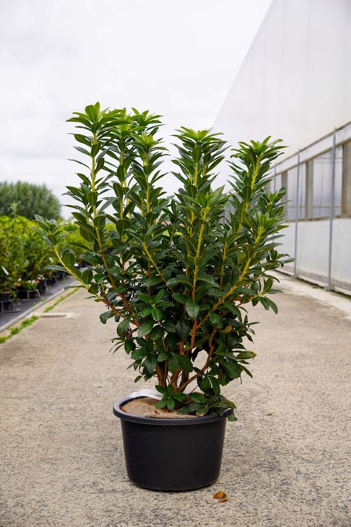 [P] Rhododendron (AK) viscosa 'Jolie Madame' cont. 18L 80-100 cm +f