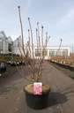 Rhododendron (AK) viscosa 'Jolie Madame' cont. 18L 80-100 cm +ф