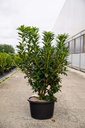 Rhododendron (AK) viscosa 'Jolie Madame' kont. 18L 80-100 cm +f