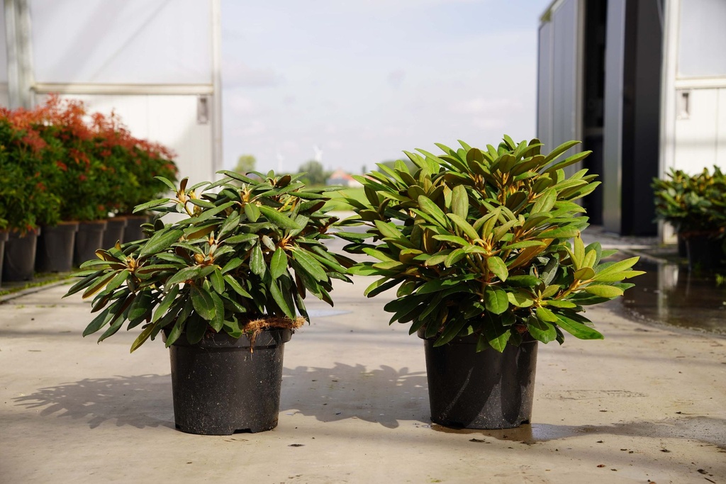 [P] Rhododendron (Y) 'Porzellan' cont. 5L 30-40 cm +f