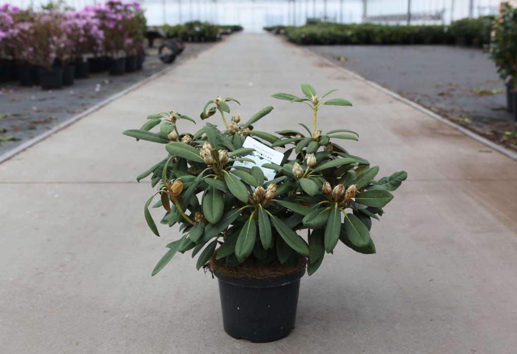 [P] Rhododendron (Y) 'Porzellan' cont. 5L 30-40 cm +p